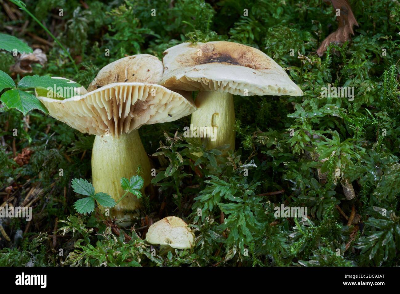 Poisonous mushroom Tricholoma sulphureum in the spruce forest. Known as sulphur knight or gas agaric. Wild mushroom growing in the moss. Stock Photo
