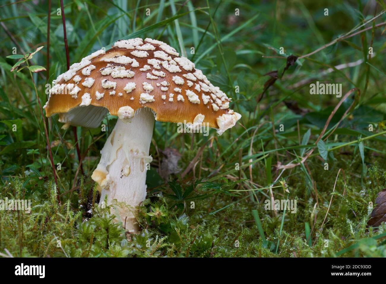 Poisonous mushroom Amanita regalis in the wet spruce forest. Known as royal fly agaric or king of Sweden Amanita. Wild mushroom growing in the moss. Stock Photo
