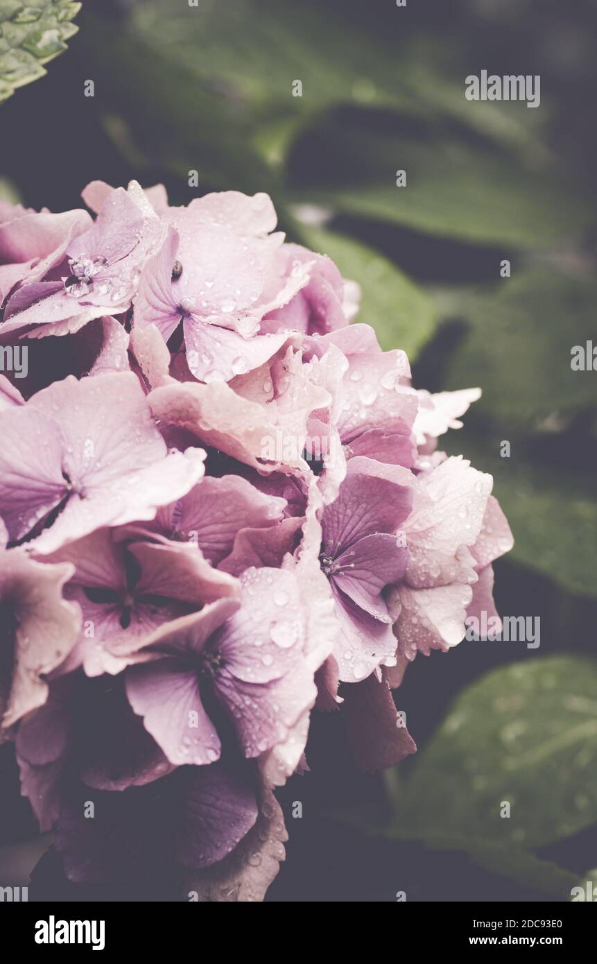 A vertical closeup shot of pink hydrangea flowers Stock Photo - Alamy