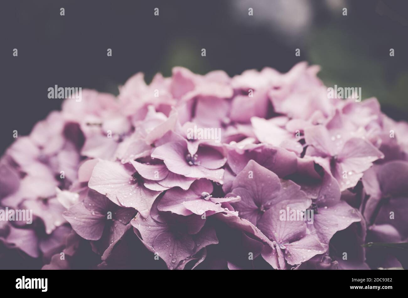 A closeup shot of blooming pink hydrangea flowers Stock Photo - Alamy