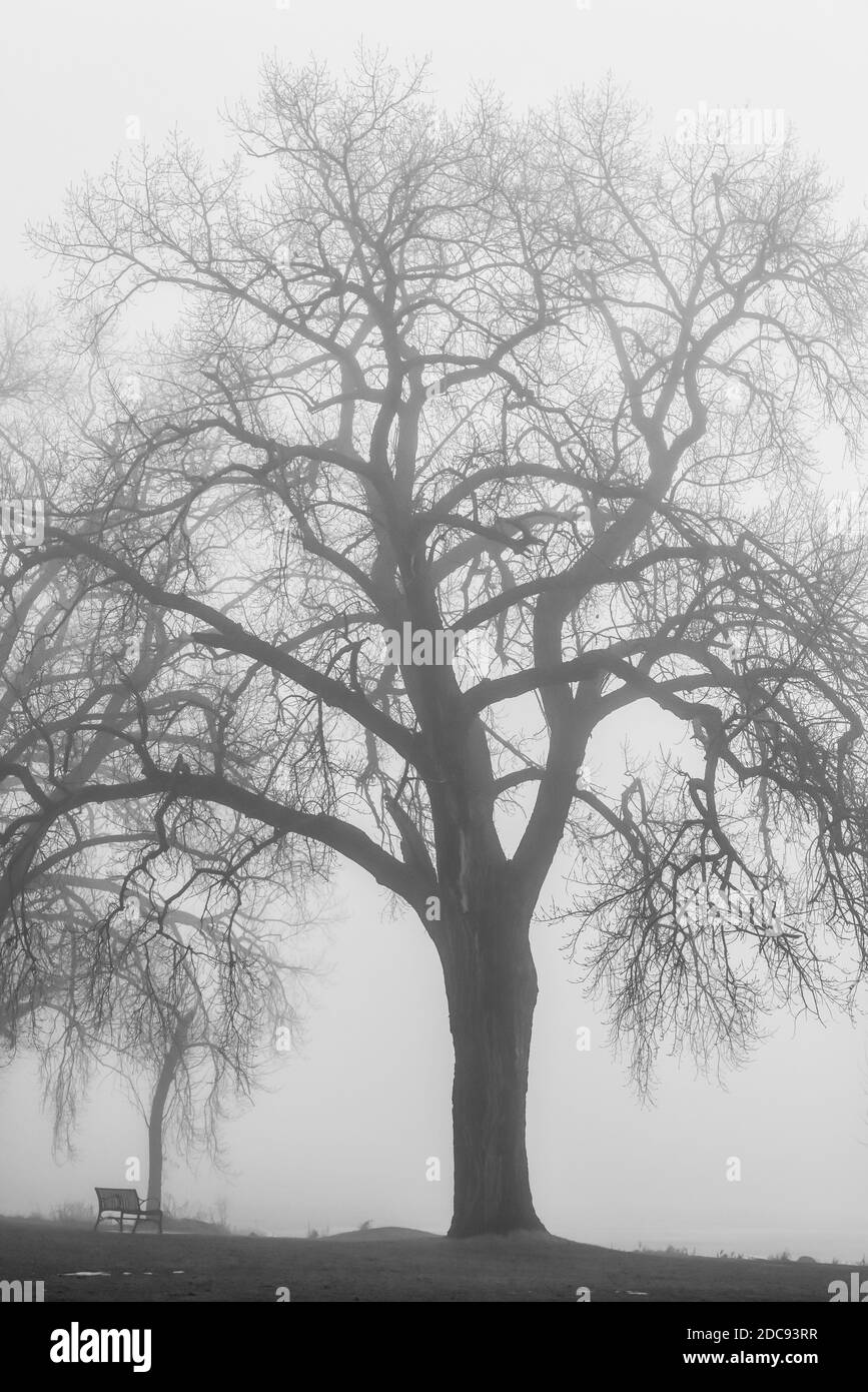 Foggy morning view forest Black and White Stock Photos & Images - Alamy