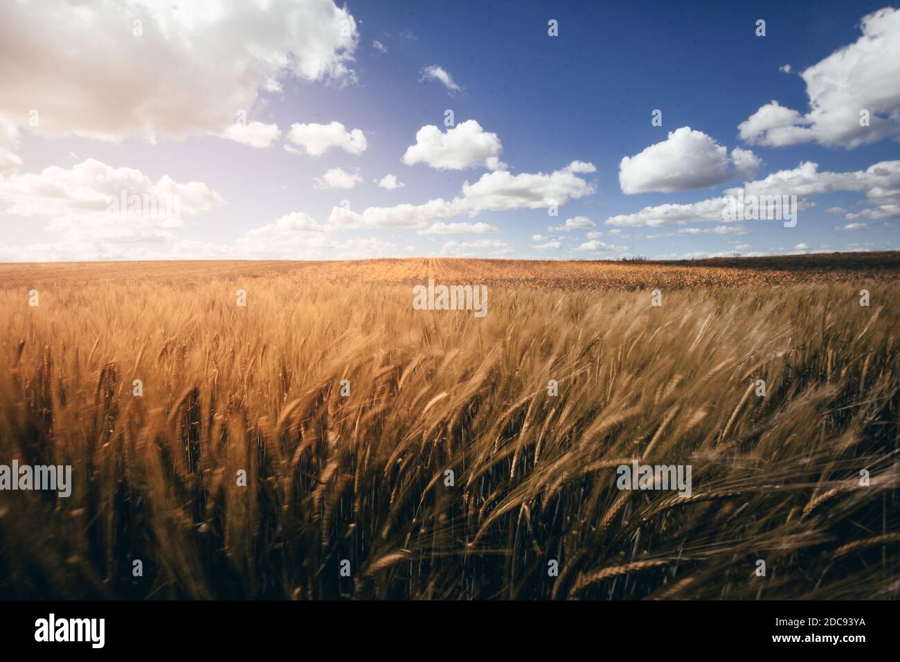 A beautiful field of wheat under a cloudy sky Stock Photo - Alamy