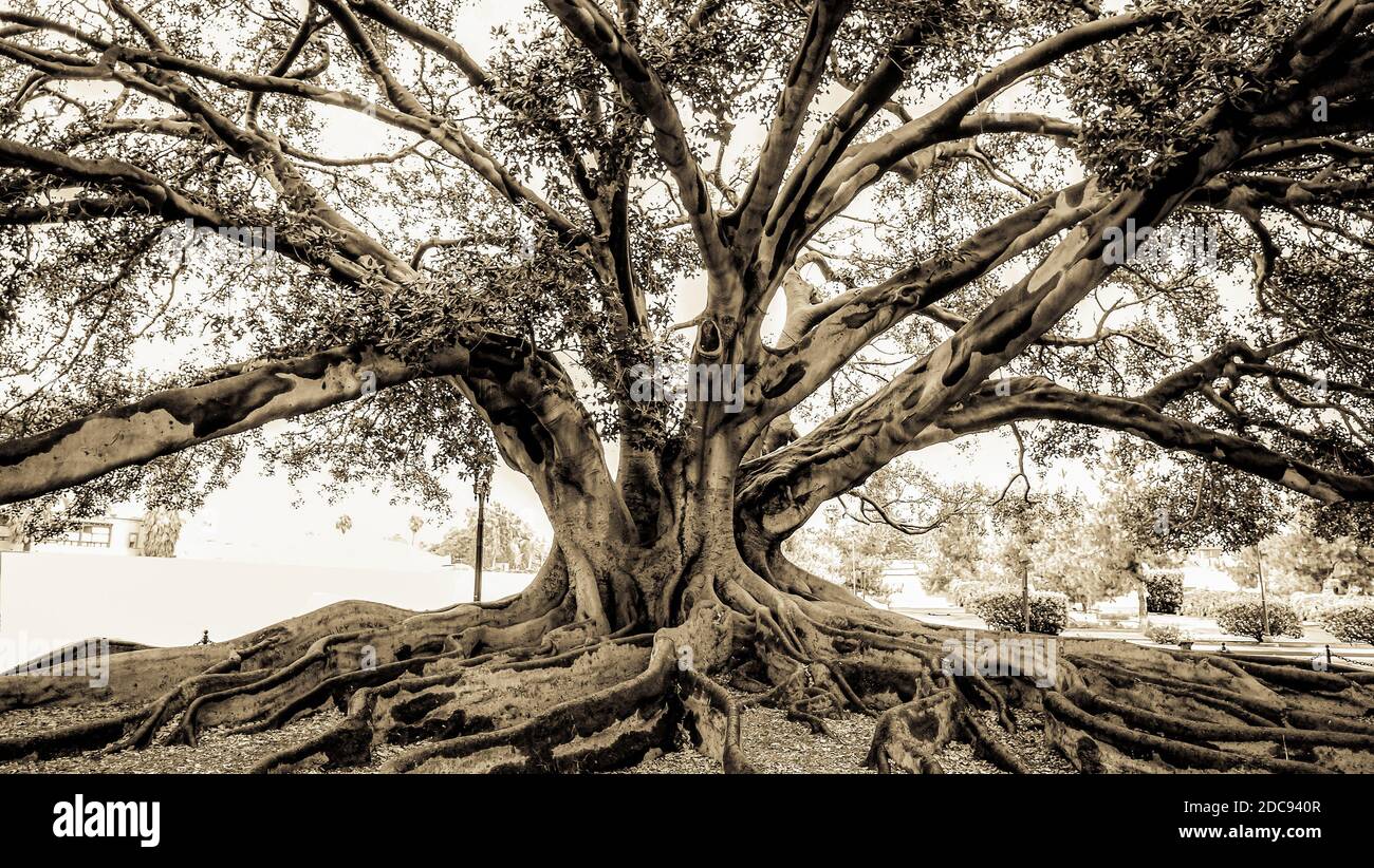 large old fig tree with creepy above ground sprawling roots Stock Photo