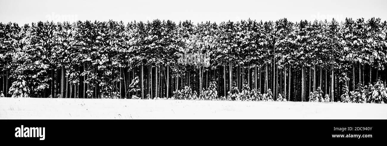 Winter trees in snow Stock Photo - Alamy