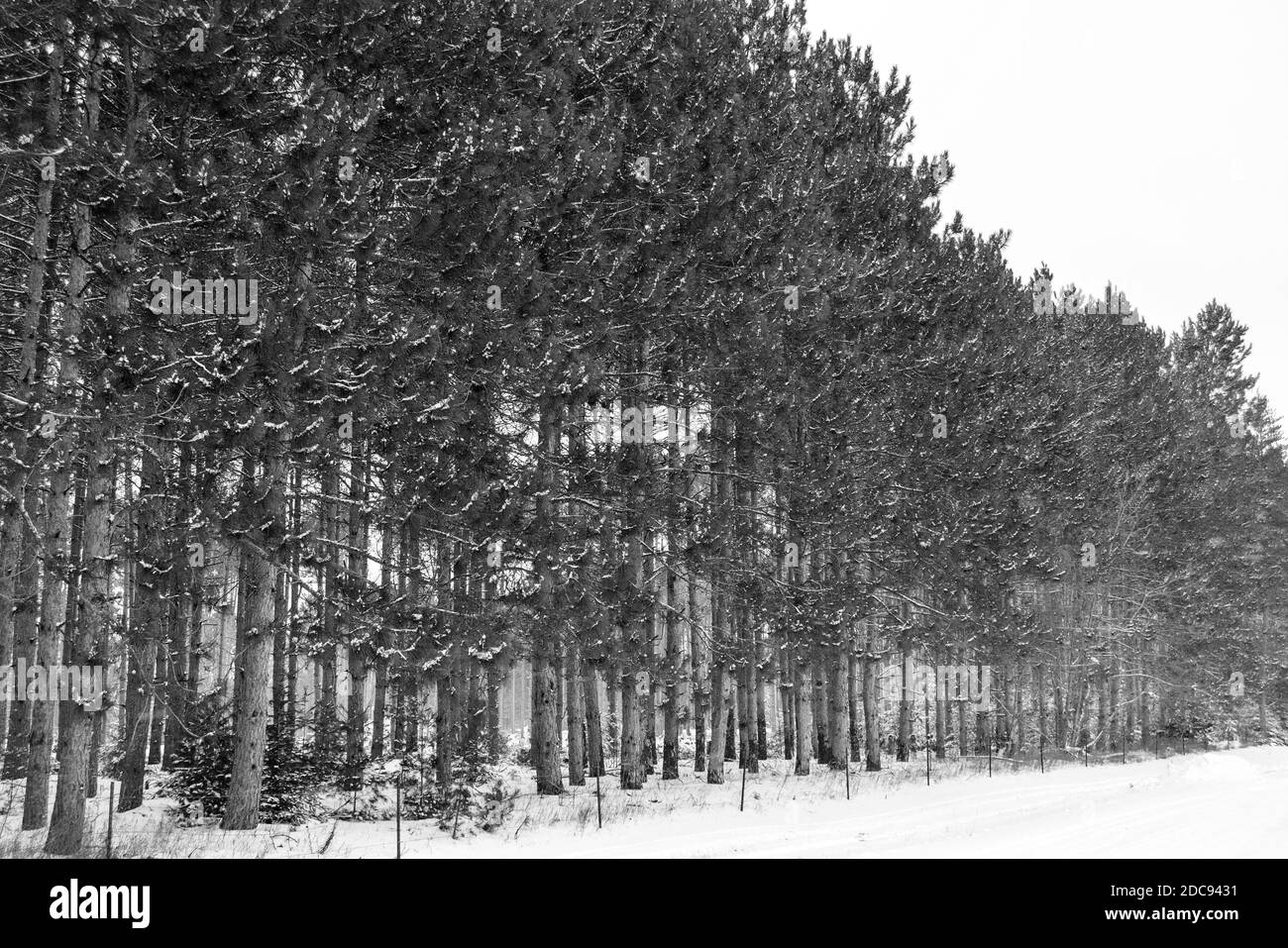 Winter trees in snow Stock Photo - Alamy