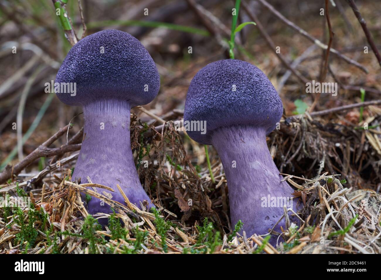 Inedible mushroom Cortinarius hercynicus in the spruce forest. Violet mushroom growing in the moss. Stock Photo