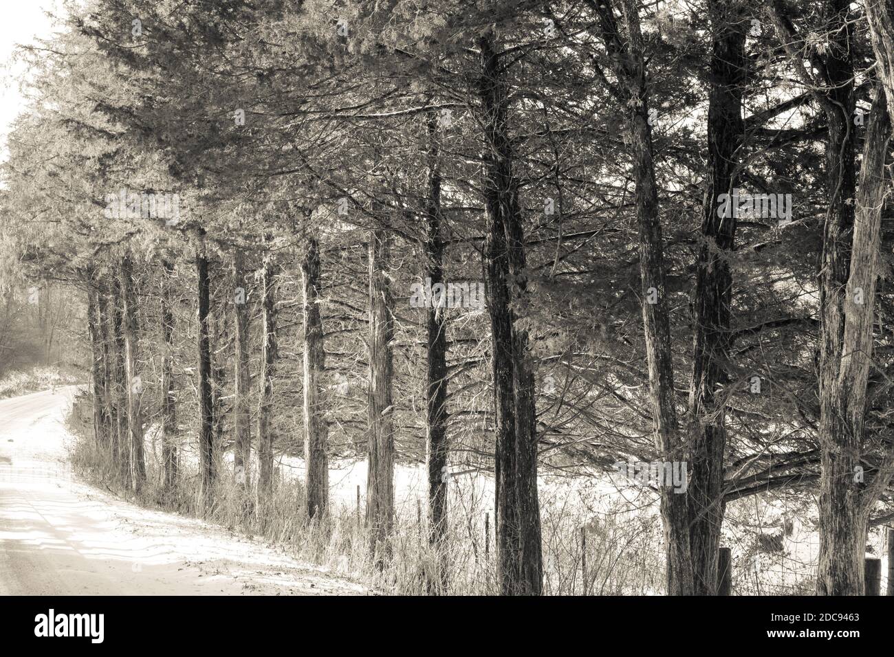Winter trees in snow Stock Photo - Alamy