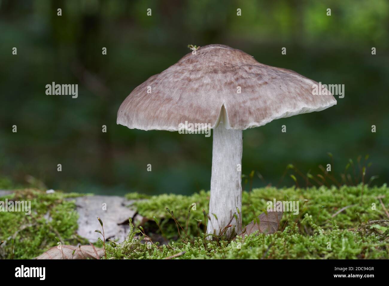 Edible mushroom Pluteus cervinus in the mixed forest. Known as deer shield or fawn mushroom. Wild fungus growing on the wood. Stock Photo