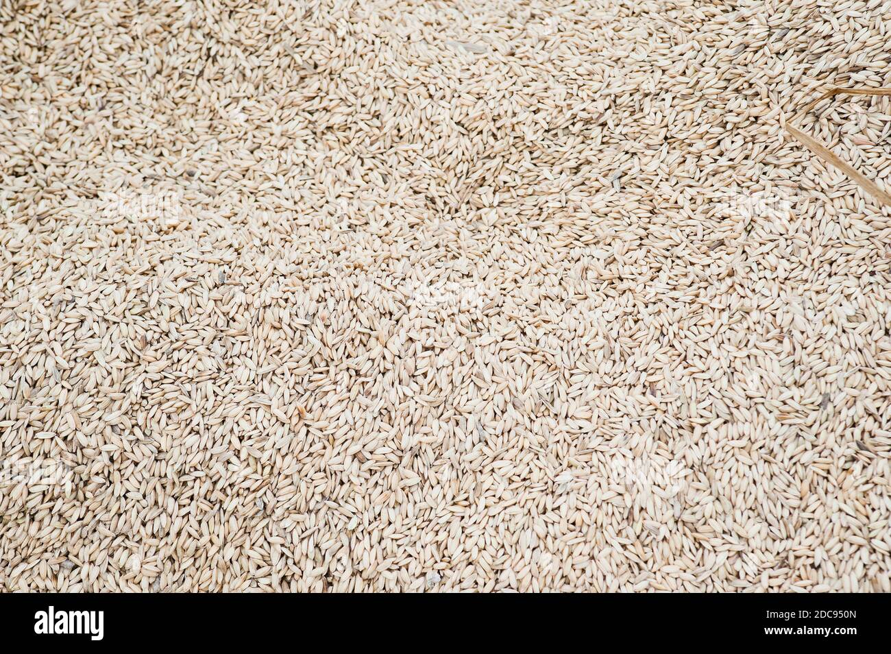 Drying out rice hires stock photography and images Alamy