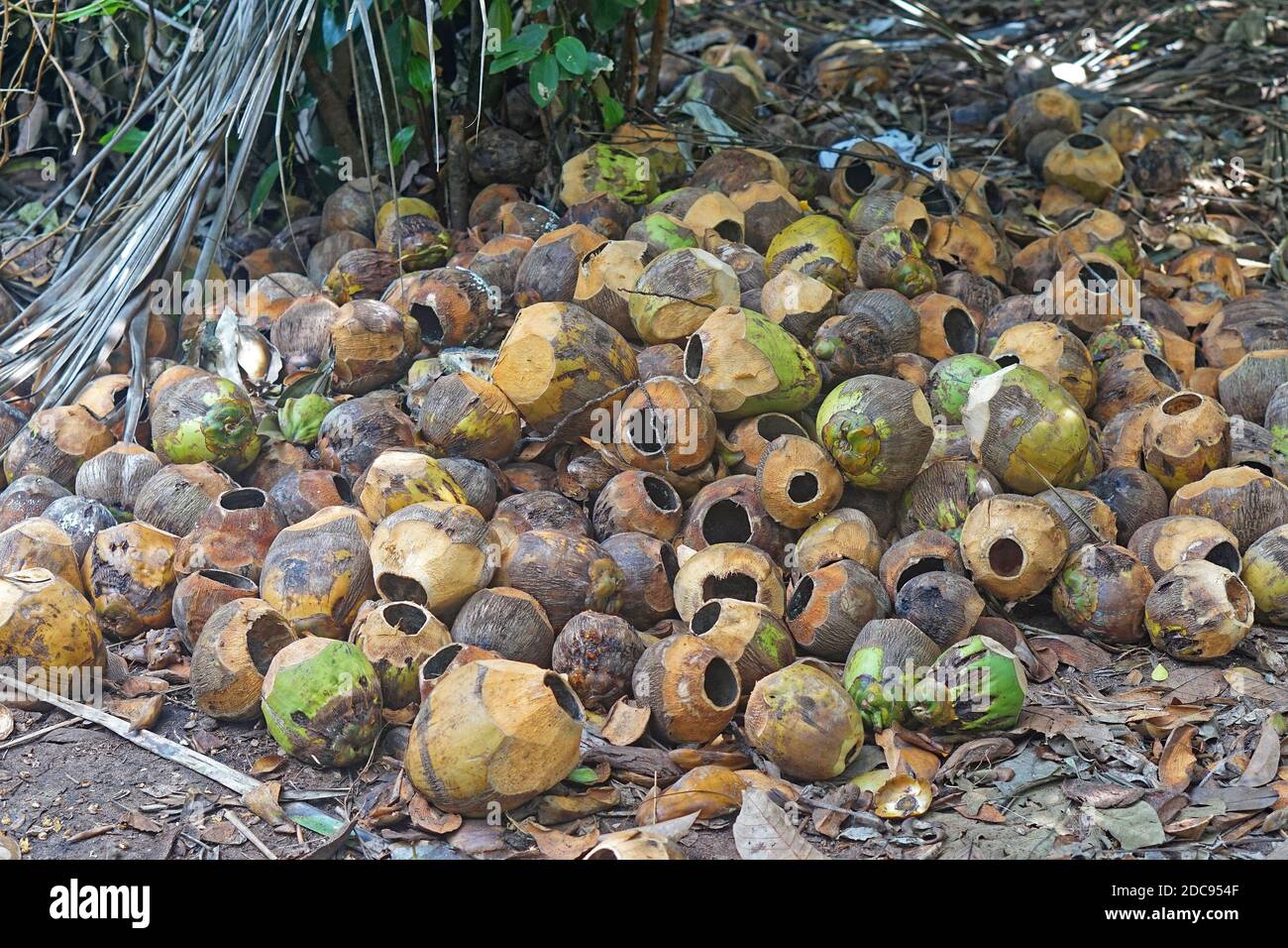 Big bunch of empty coconut shells in jungle Stock Photo Alamy
