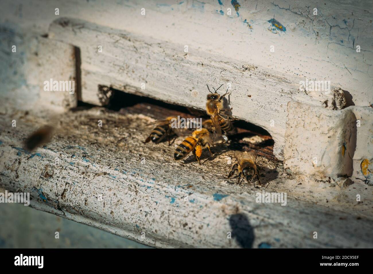 Bees fly and out at beehive in November month, global warming, climate change, macro shot close up. Honey bees on home apiary, apiculture concept. Stock Photo