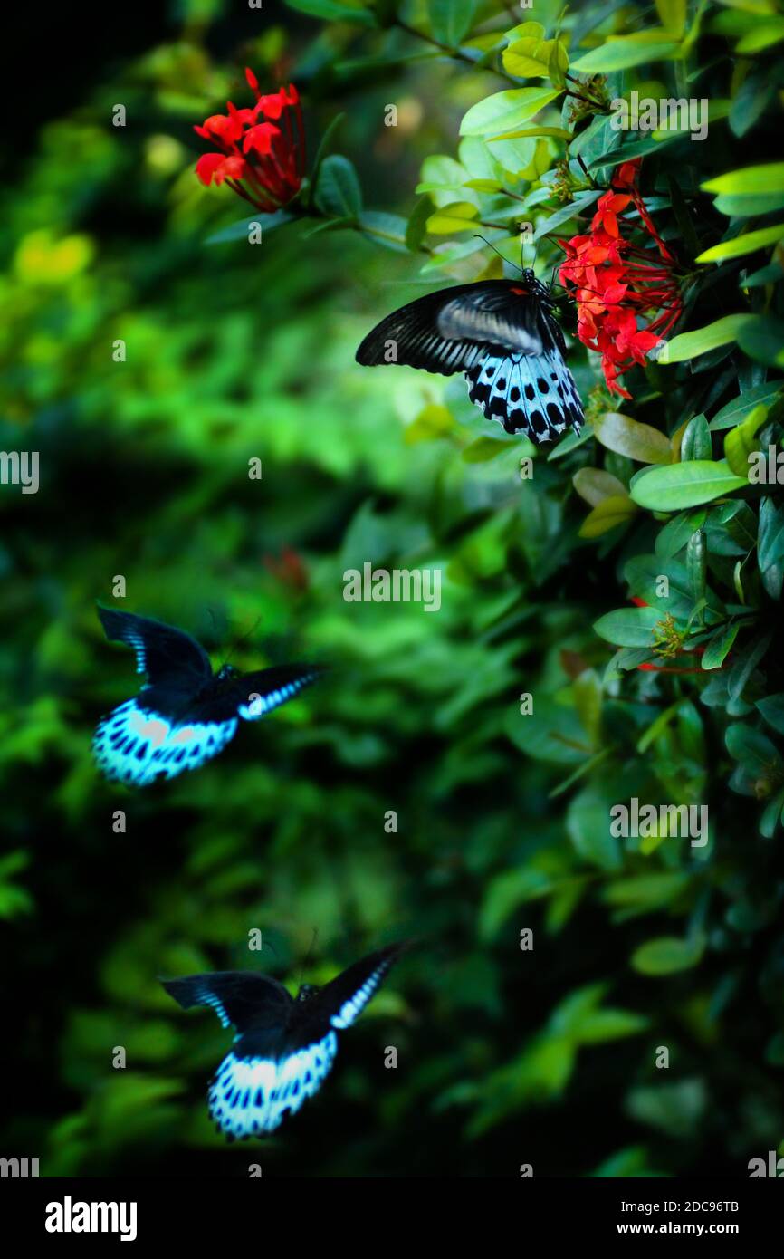 Beautiful butterfly flying together in a flower Garden in Bangladesh
