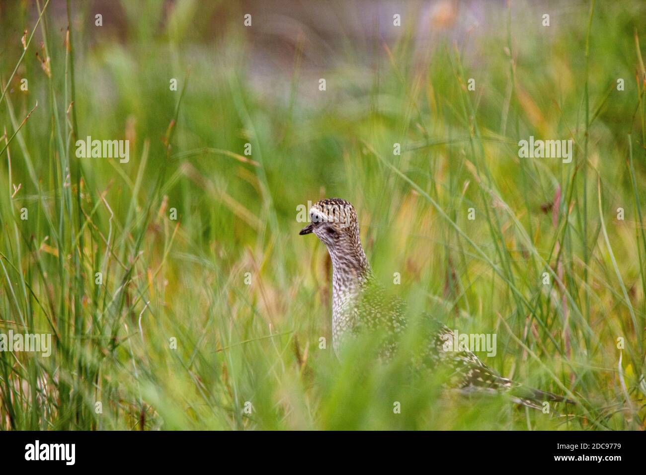 Baby Godwit Canada wading bird Northern Saskatchewan Stock Photo - Alamy