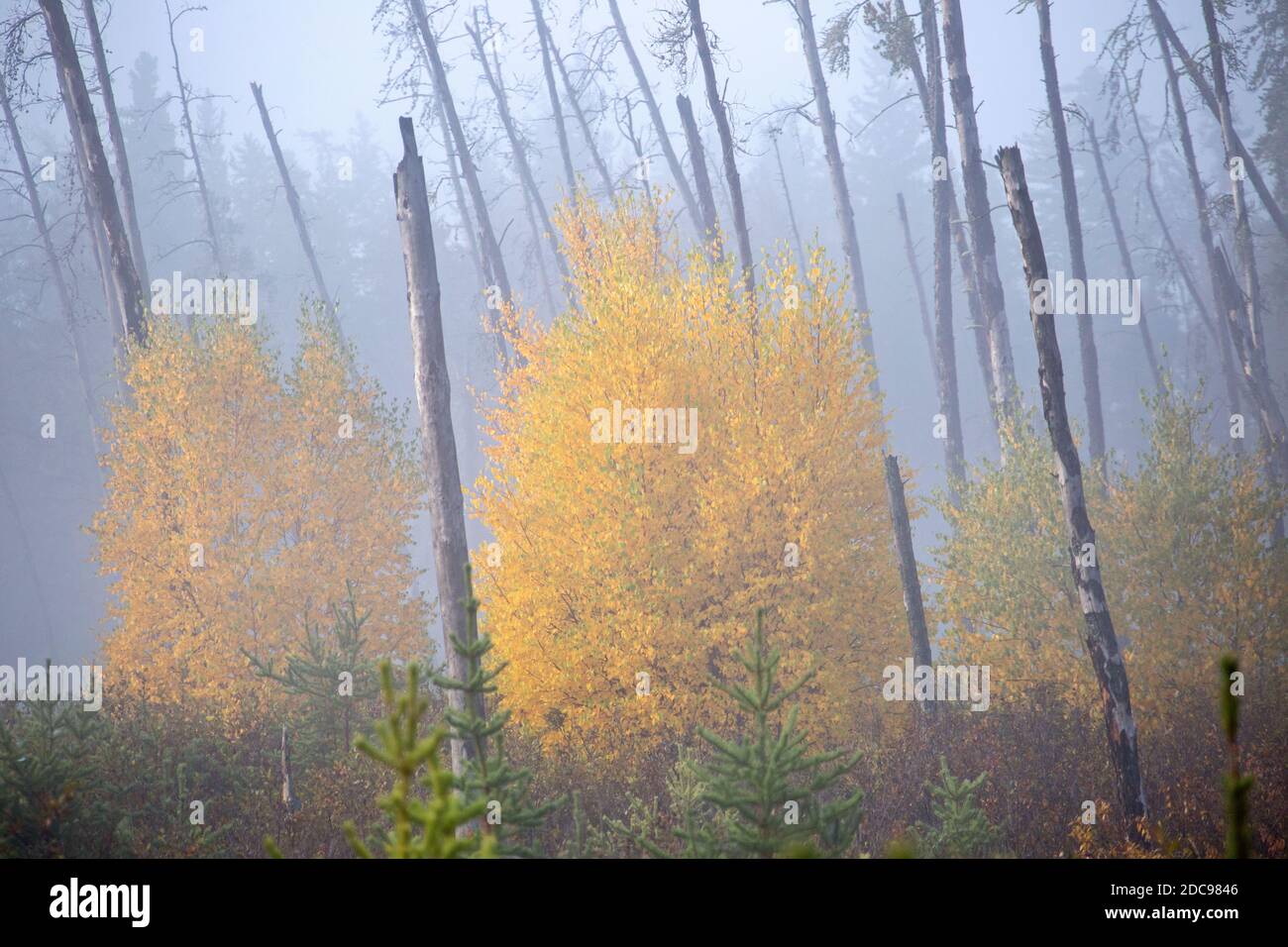 Autumn Northern Saskatchewan wilderness prestine rural scenic Stock Photo