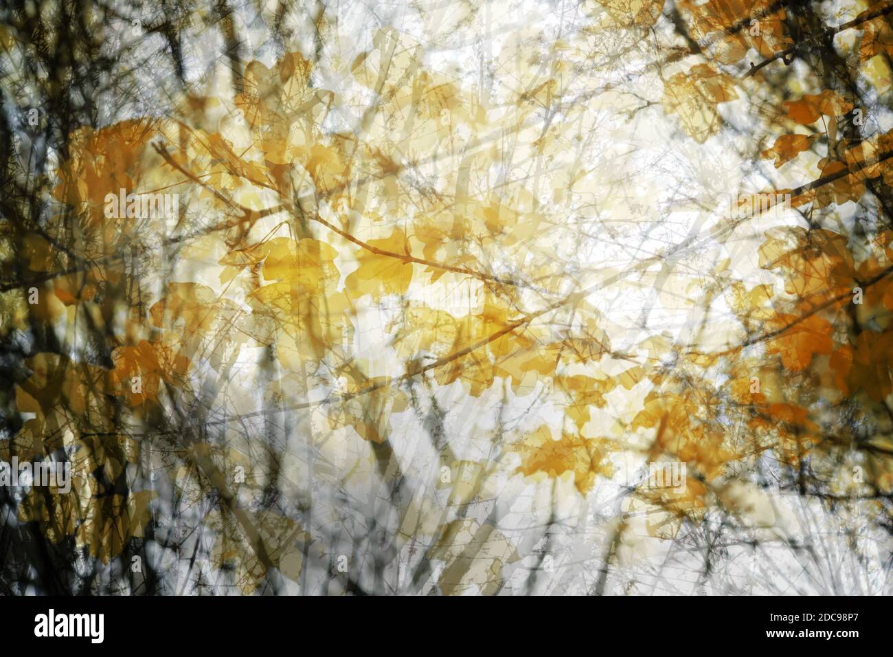 Golden autumn leaves as an abstract nature background due to multiple exposure, copy space Stock Photo