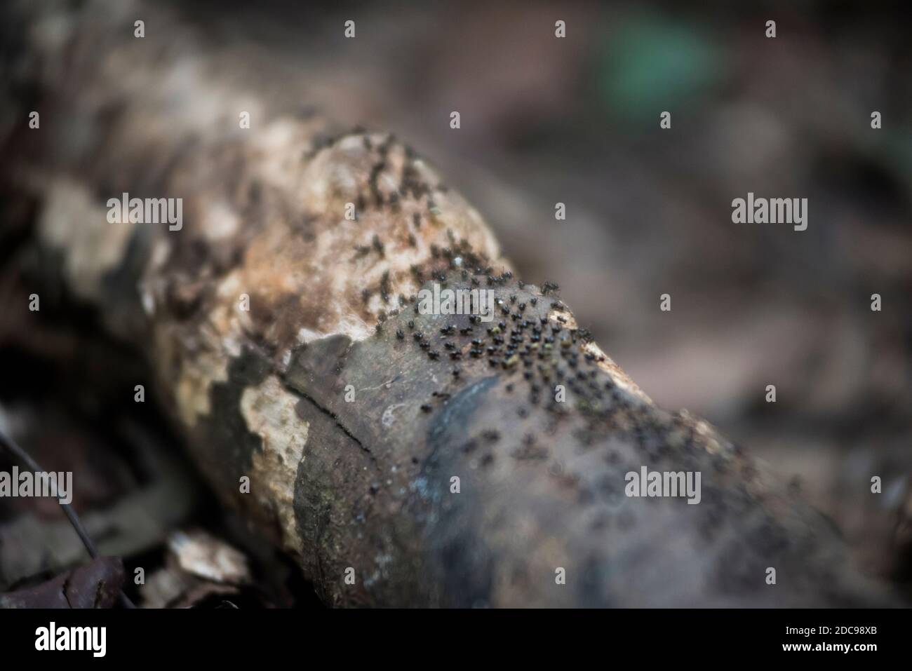 Ants in the jungle at Gunung Leuser National Park, Bukit Lawang, North Sumatra, Indonesia, Asia Stock Photo
