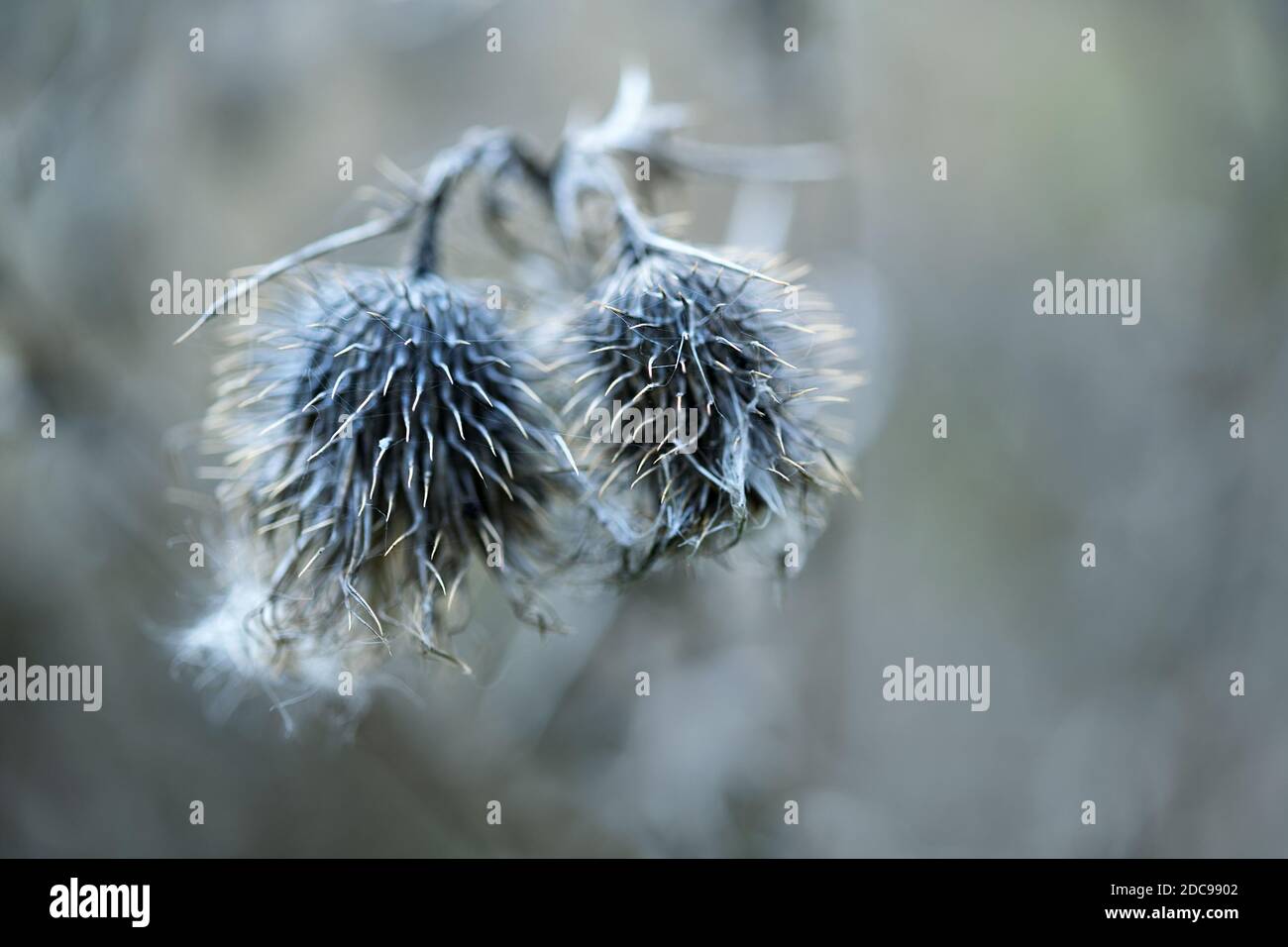 Two dried grey thistle flowers against a blurred background, nature wabi sabi concept, symbol for togetherness, perseverance and transience, copy spac Stock Photo