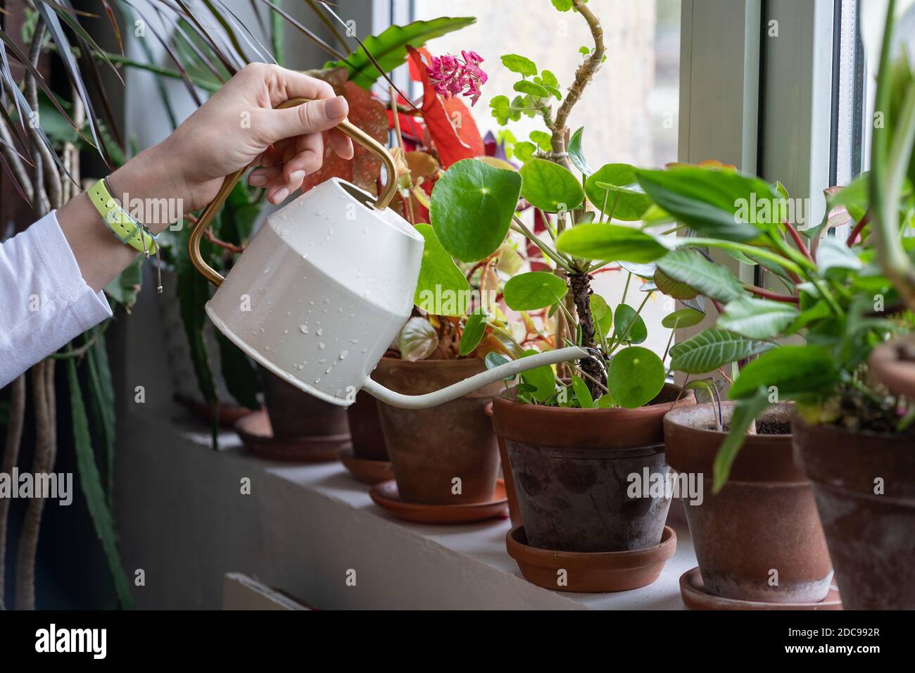 Woman gardener watering potted houseplant on the windowsill in green house, close up. Hobby, home gardening, love of plants indoors Stock Photo