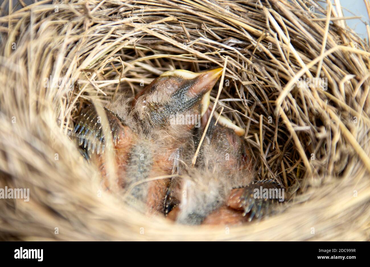 Baby robins in nest hires stock photography and images Alamy