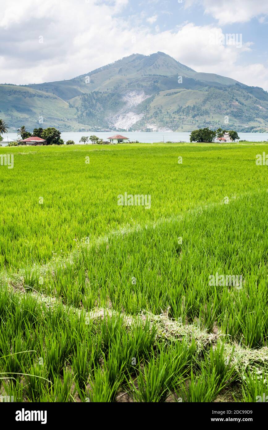 Rice paddy fields at Lake Toba (Danau Toba), North Sumatra, Indonesia, Asia Stock Photo