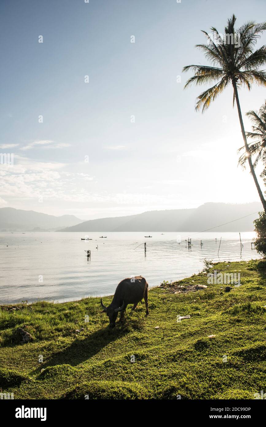 Water Buffalo, Lake Toba (Danau Toba), North Sumatra, Indonesia, Asia, background with copy space Stock Photo