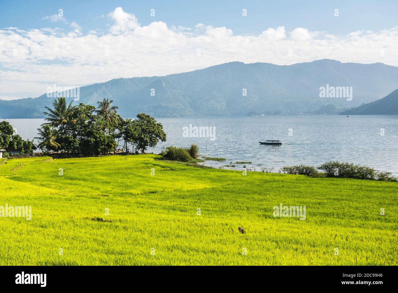 Rice paddy fields at Lake Toba (Danau Toba), North Sumatra, Indonesia, Asia Stock Photo