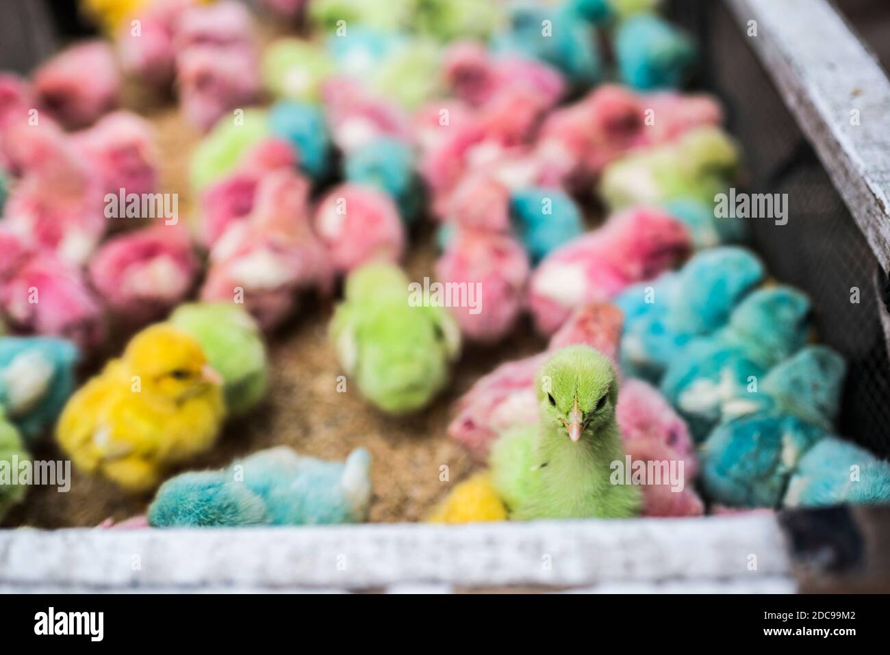 Coloured chicks, Bukittinggi, West Sumatra, Indonesia, Asia Stock Photo