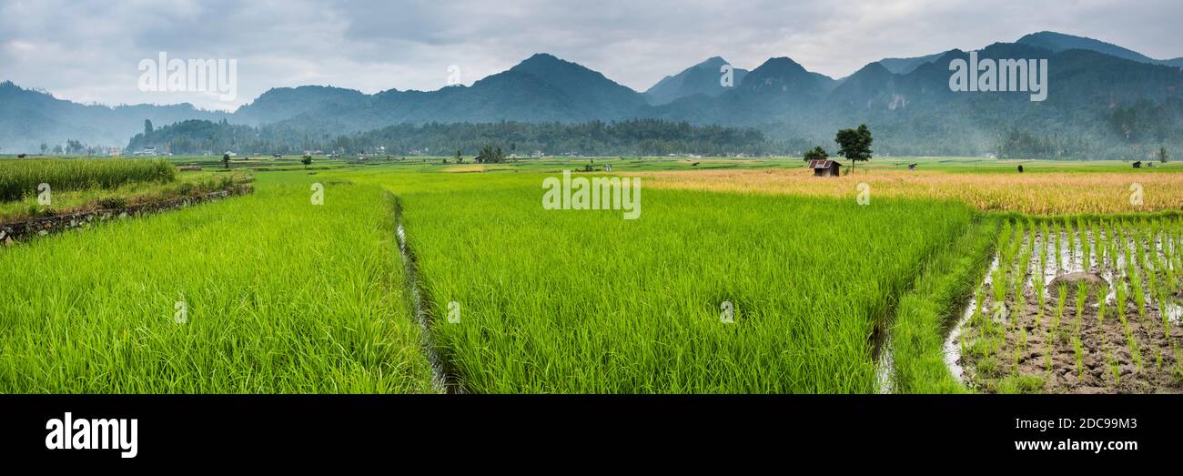 Rice paddy fields, Bukittinggi, West Sumatra, Indonesia, Asia Stock Photo