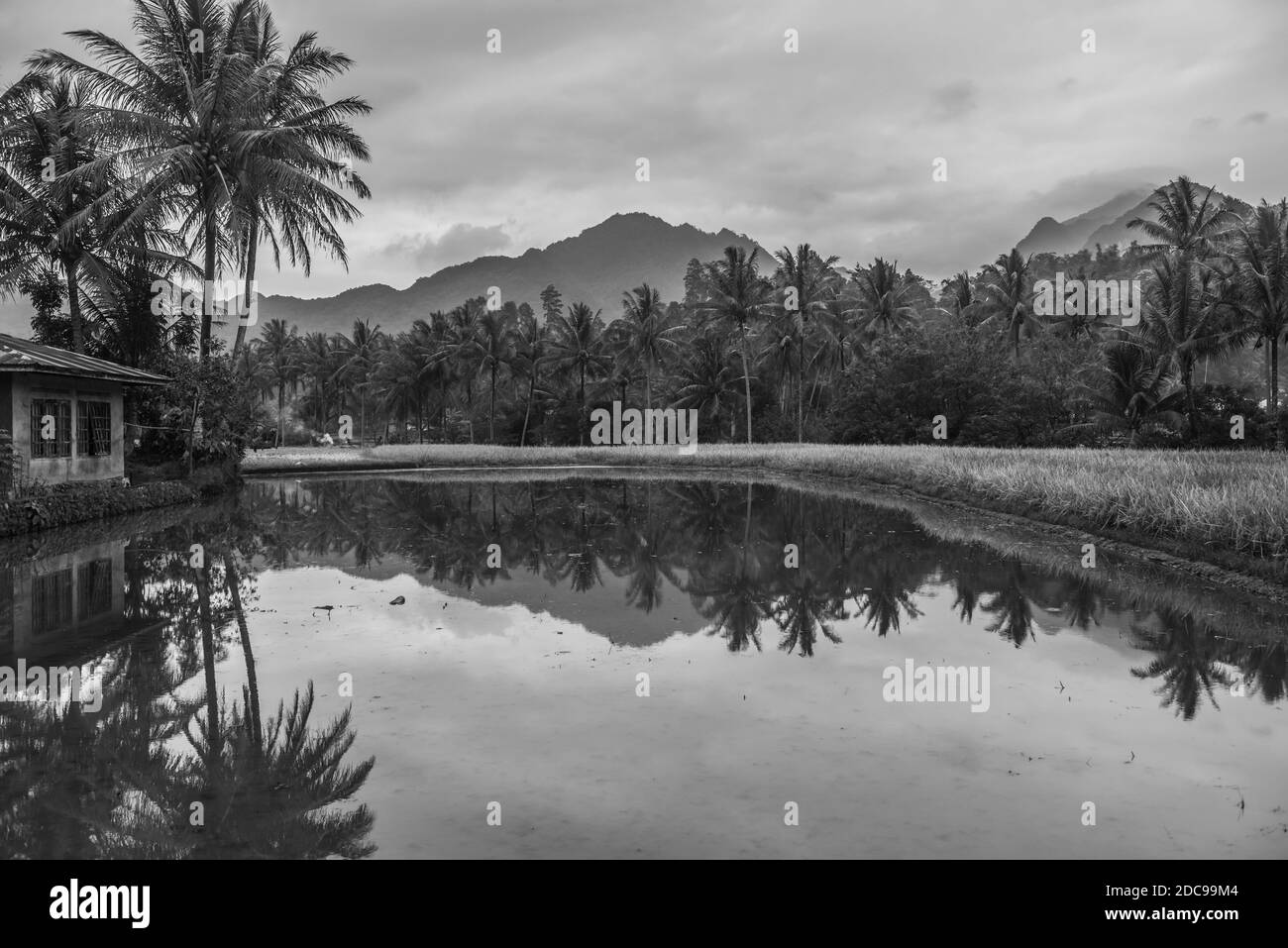 Paddy field and mountain landscape near Bukittinggi, West Sumatra, Indonesia, Asia Stock Photo