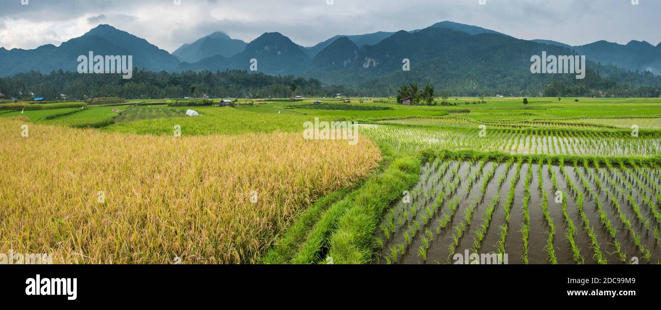 Rice paddy fields landscape, Bukittinggi, West Sumatra, Indonesia, Asia Stock Photo