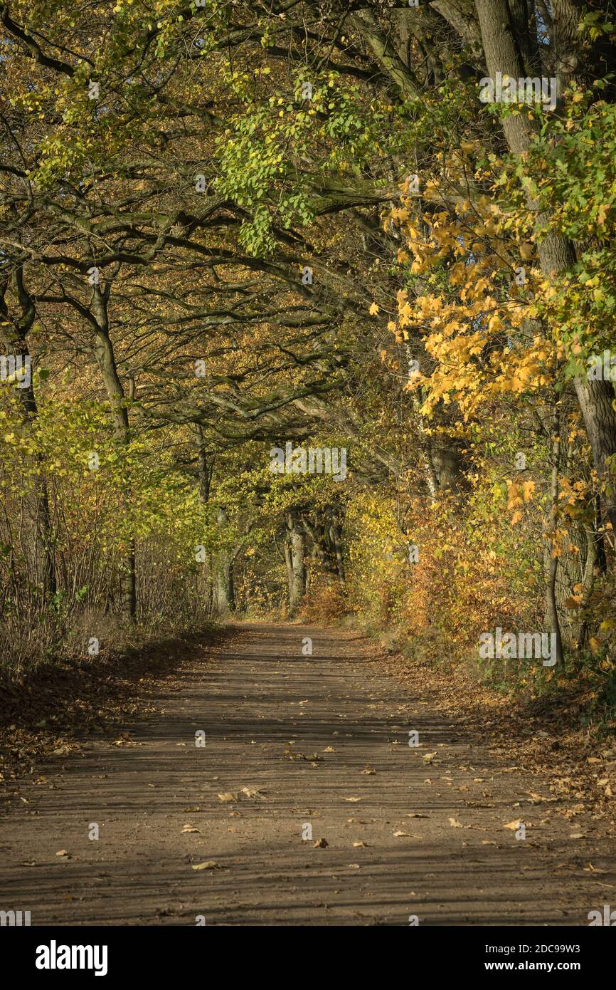 little road at fall season Stock Photo