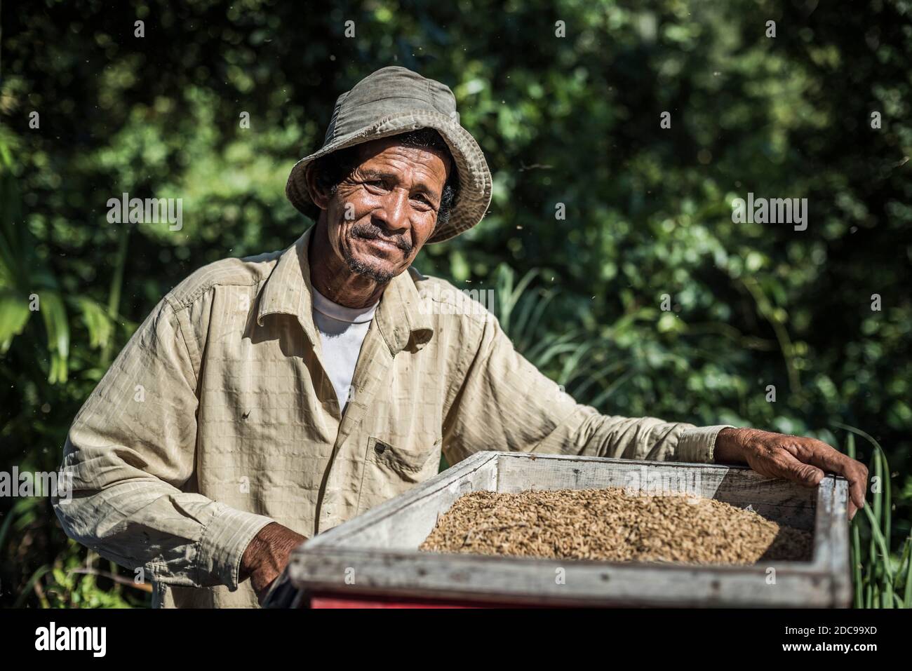 Portrait of a man harvesting rice in paddy fields (rice paddies) at Sungai Pinang near Padang in West Sumatra, Indonesia, Asia Stock Photo