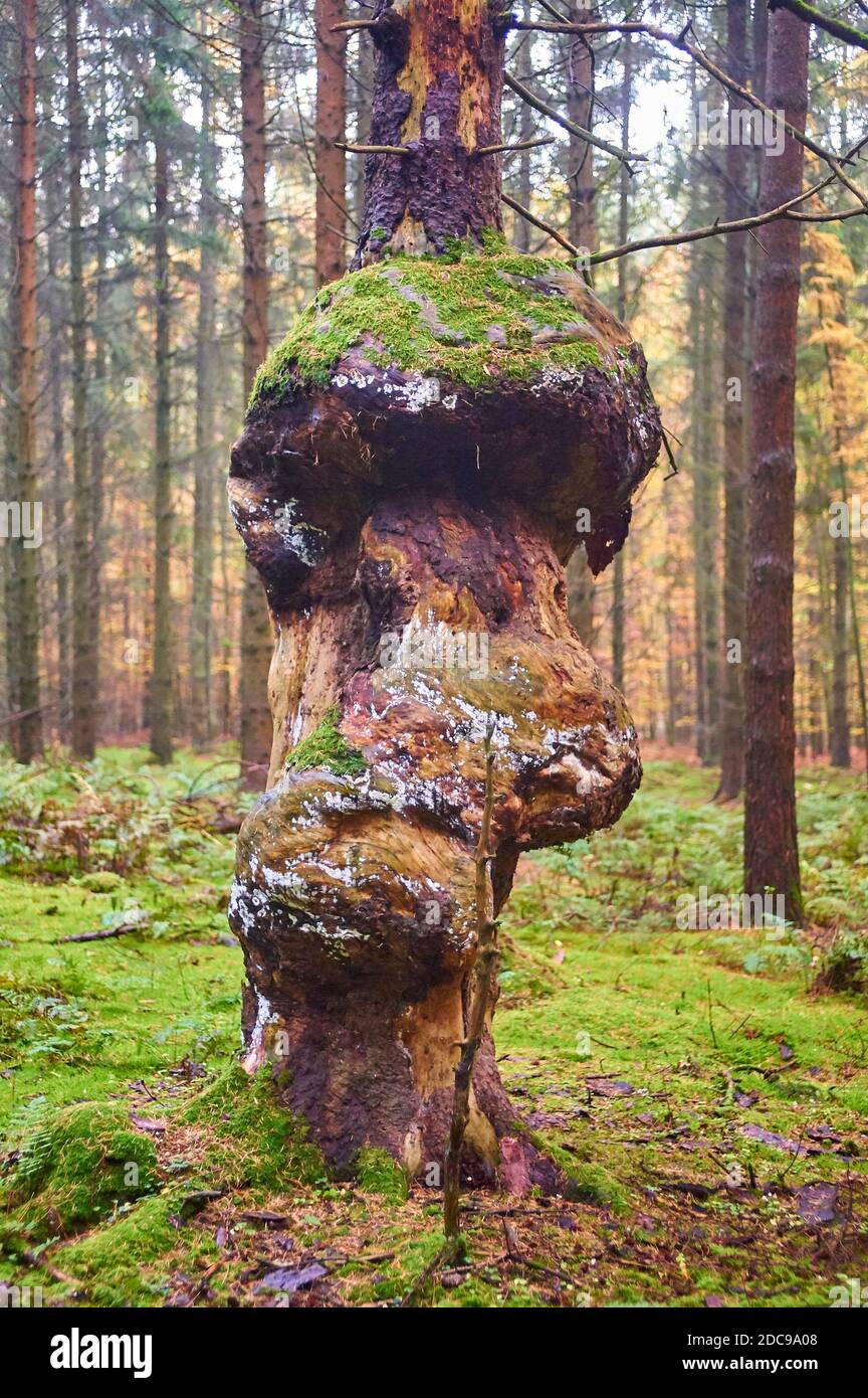 A spruce with large burls caused by the bacterium  Agrobacterium tumefaciens Stock Photo