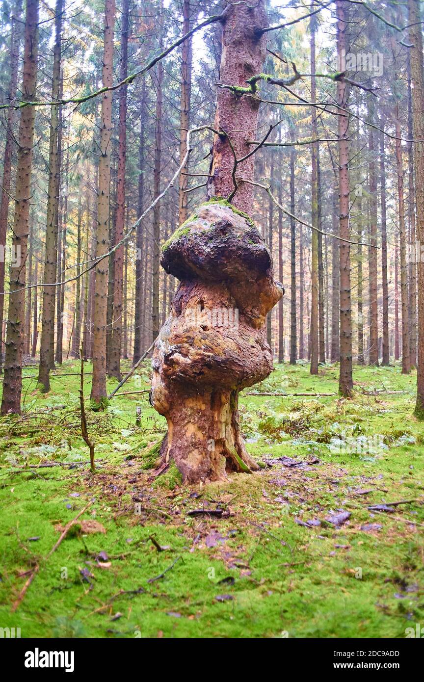 A spruce with large burls caused by the bacterium  Agrobacterium tumefaciens Stock Photo