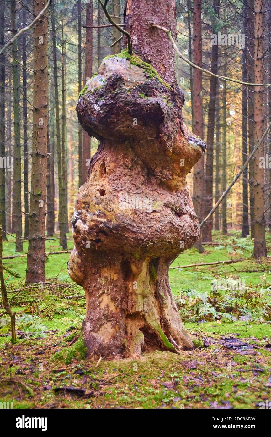 A spruce with large burls caused by the bacterium Agrobacterium tumefaciens Stock Photo Alamy