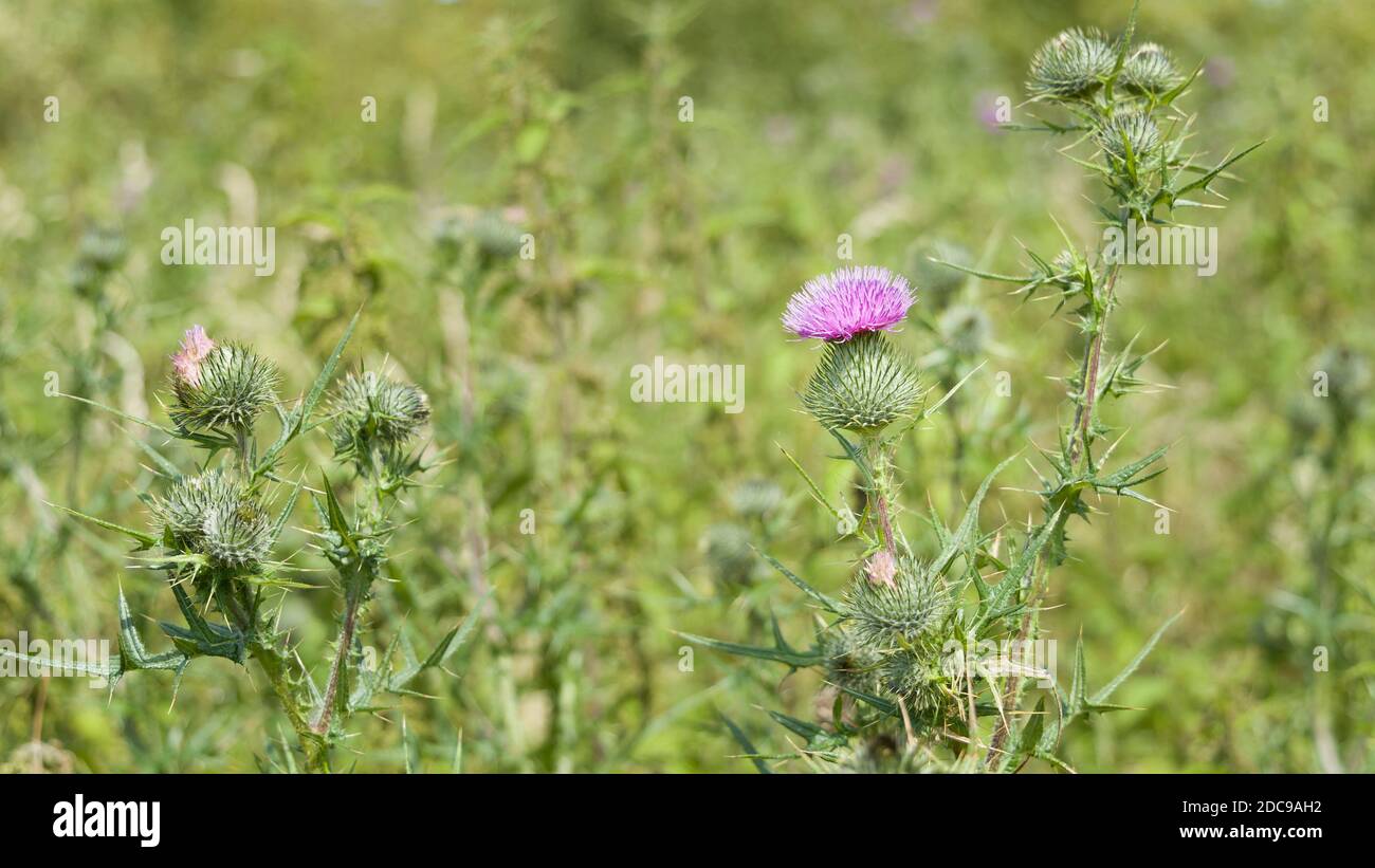 Field of wild flowers in UK countryside. Common thistle (Cirsium vulgare) Stock Photo