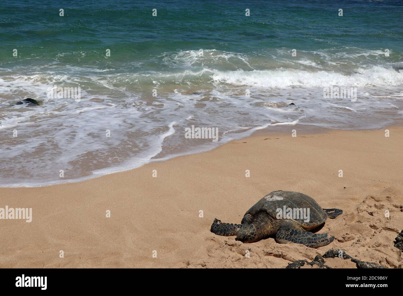 Sea turtles in Hawaii paradise Stock Photo - Alamy