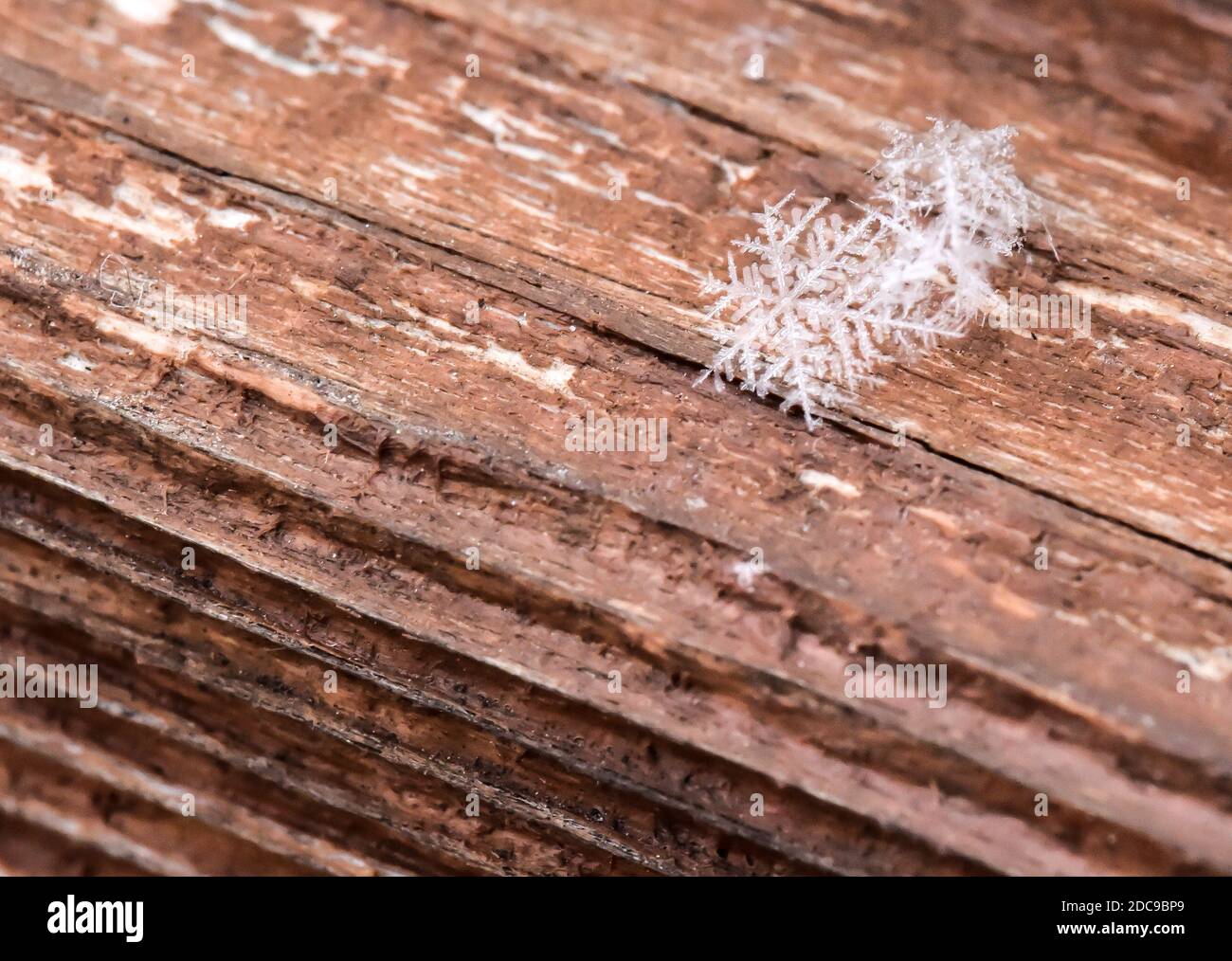 Real snowflake hi-res stock photography and images - Alamy