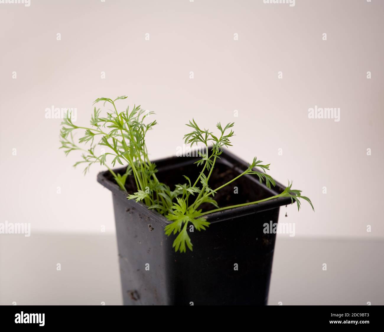coriander seedling plants in a black pot on a white background Stock