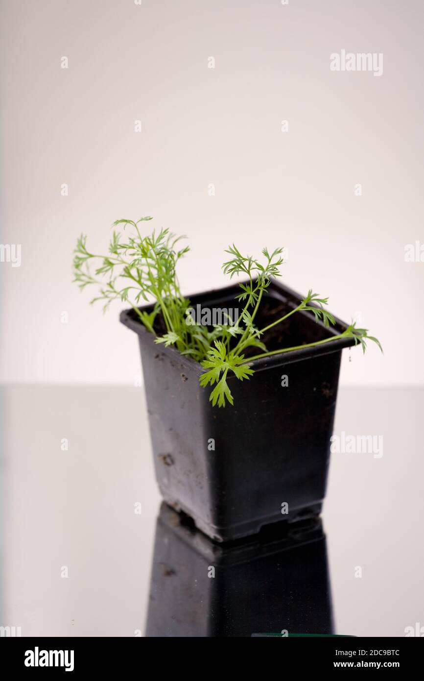 coriander seedling plants in a black pot on a white background Stock