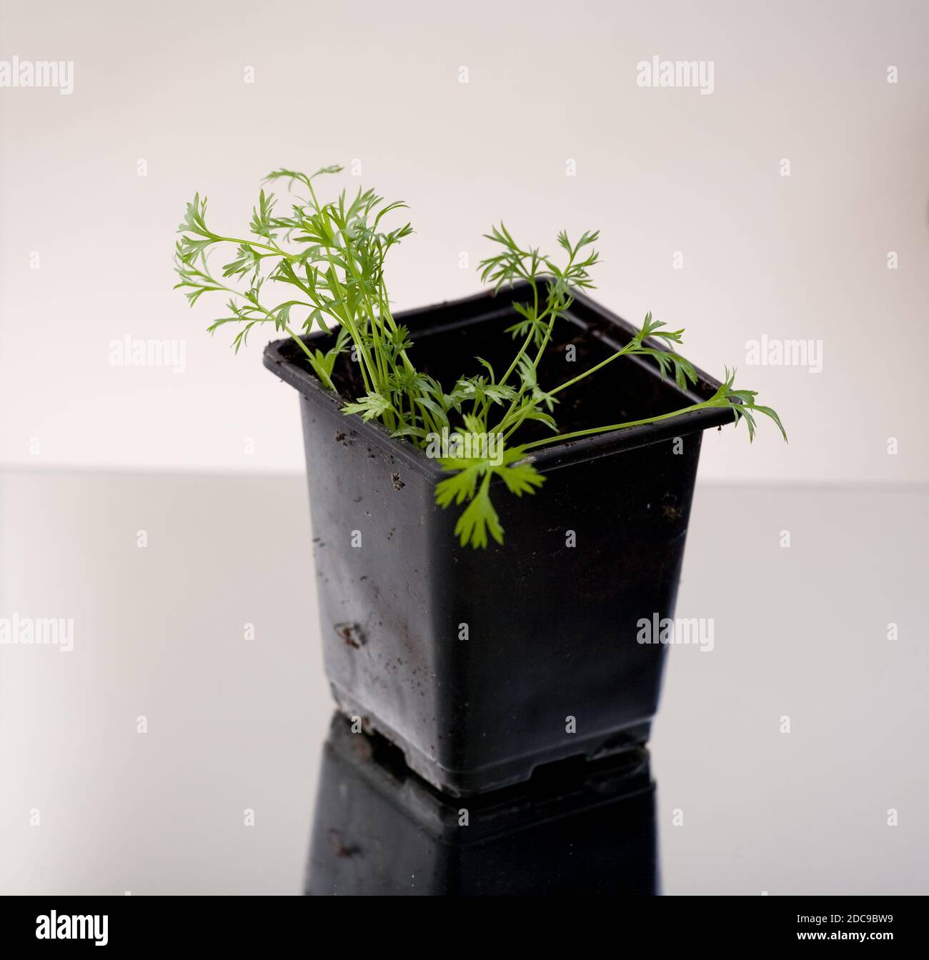coriander seedling plants in a black pot on a white background Stock