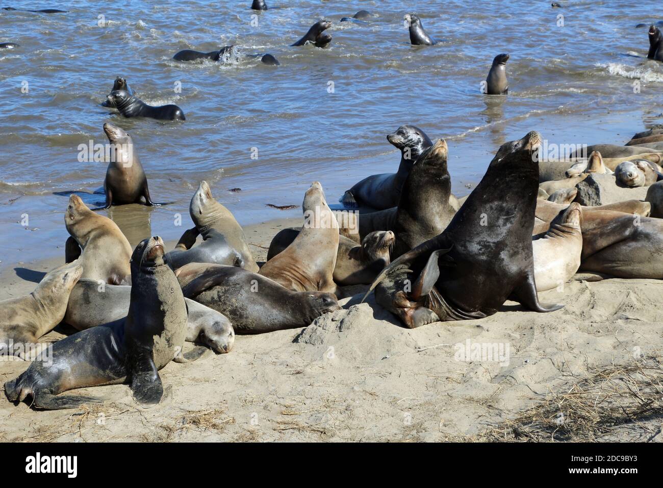 Sea lions on the beach in California Stock Photo