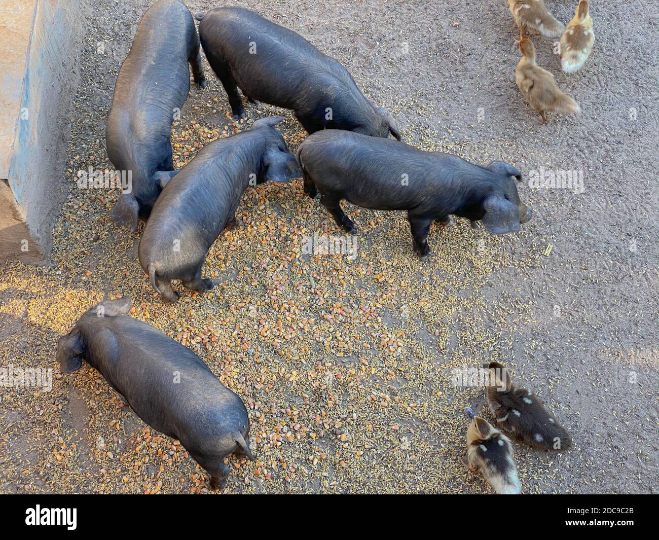 Black Iberian pigs in a farm in Mallorca (Porcella Negra Mallorquina) Stock Photo