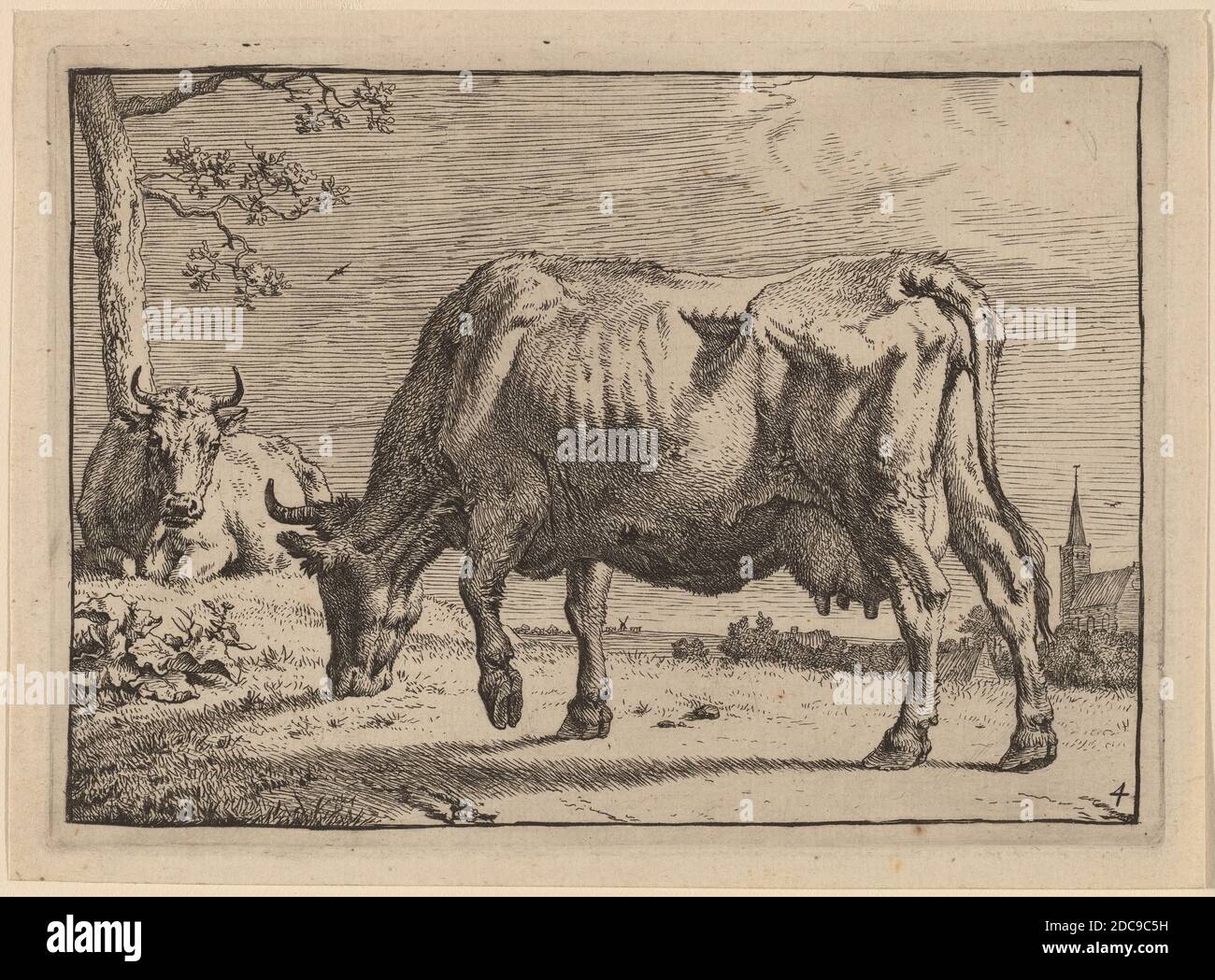 Paulus Potter, (artist), Dutch, 1625 - 1654, Grazing Cow, Various Oxen and Cows, (series), 1650, etching Stock Photo