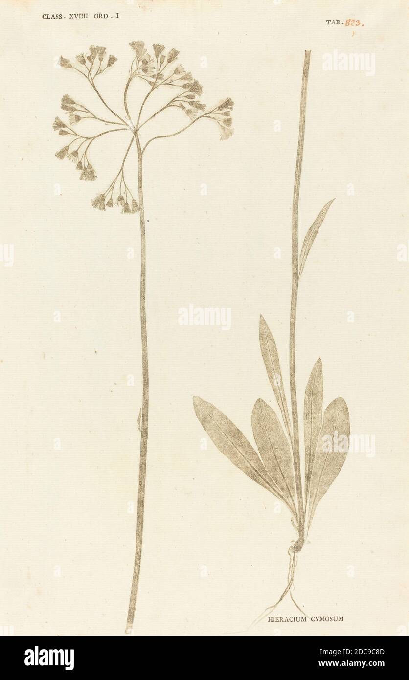 Johann Hieronymus Kniphof, (artist), German, 1704 - 1763, Hieracium Cymosum, Botanica in Originali seu Herbarium Vivum, (series), published 1757/1764, pressed and dried plant inked and pressed between two sheets of paper Stock Photo