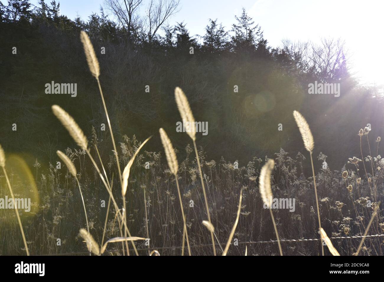 tall Autumn grasses in field on sunny day Stock Photo