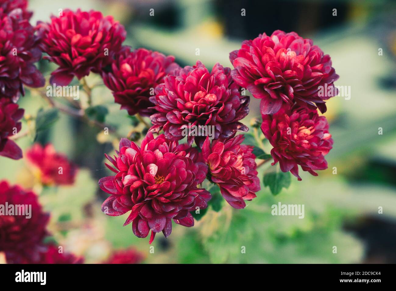 Maroon flowers in the garden Stock Photo Alamy