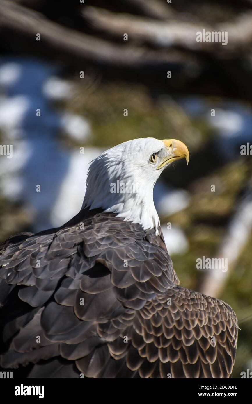 American Bald Eagle in the Zoo Stock Photo Alamy