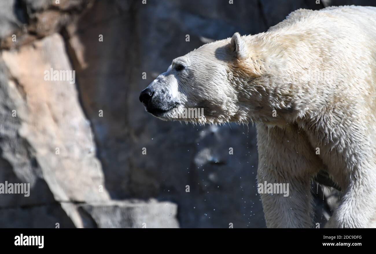 Big white polar bear in the zoo enclosure Stock Photo - Alamy