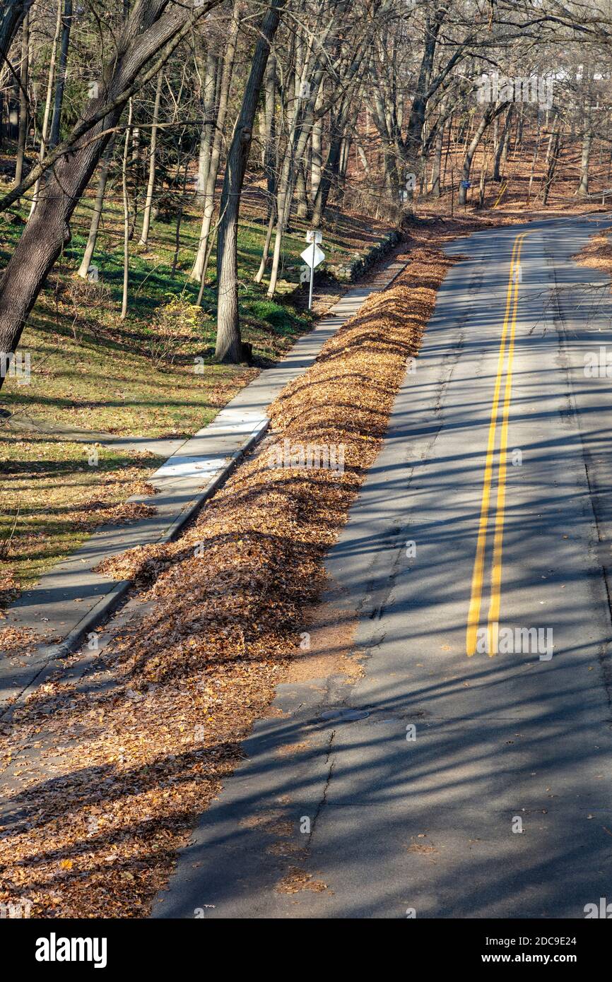 Leaves along city street, awaiting pickup for recycling, Kalamazoo, MI, USA, by James D Coppinger/Dembinsky Photo Assoc Stock Photo